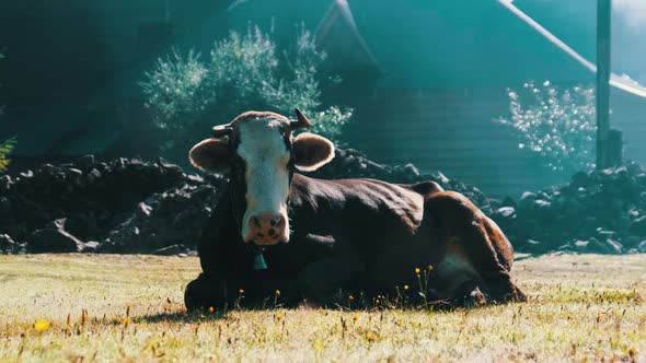 Cow Lies on the Lawn and Looks Into the Camera and Exhales Steam From Nostrils