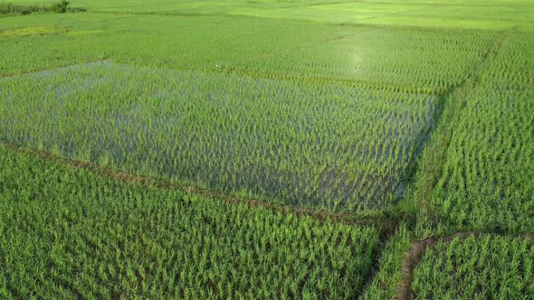 Aerial drone view of agriculture in rice on a beautiful field filled with water