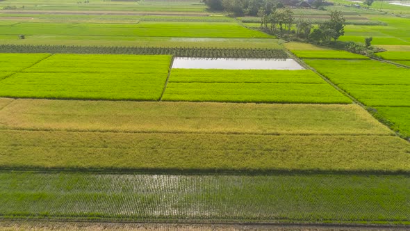 Rice Field and Agricultural Land in Indonesia