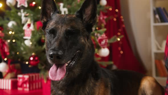 Portrait of Malinois Bard Dog in Living Room