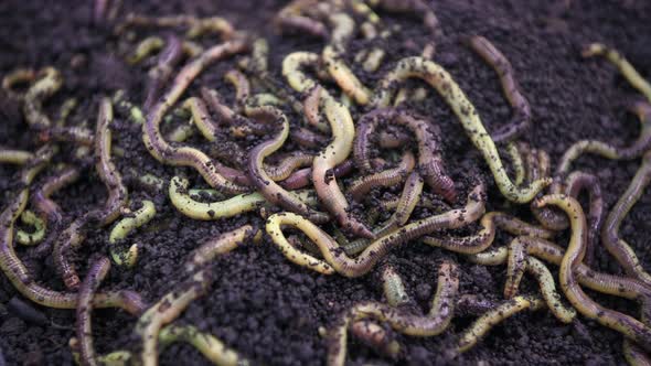 Earthworms for Fishing, Move and Crawl in the Ground.