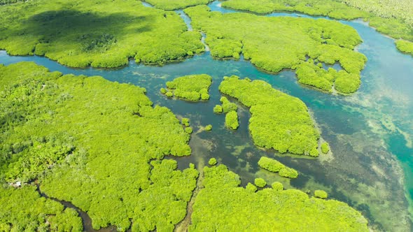 Aerial View of Mangrove Forest and River.