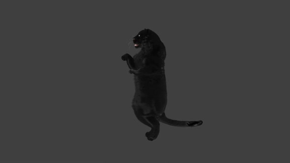 Panther Dancing HD