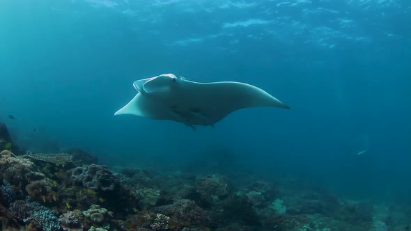 A Manta Ray playing in blue water above a tropical reef