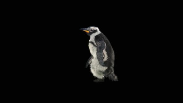 Penguin Dancing HD