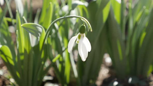 Gentle early spring flower  common snowdrop   close-up 4K 2160p 30fps UltraHD footage - White Galant