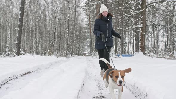 Happy Beagle Dog Is Running with His Female Owner During the Walk in the Snowy Winter Forest