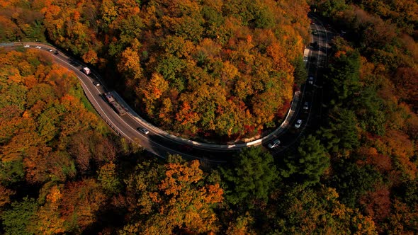 Aerial Flight Over the Road Between Autumn Trees