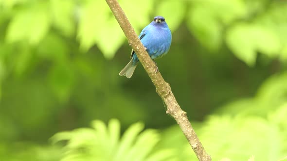 Beautiful cute little blue bird sitting indigo bunting outdoors in the woods.