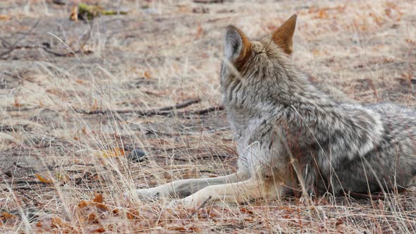 Wolf Coyote or Coywolf Portrait Head Face and Eyes