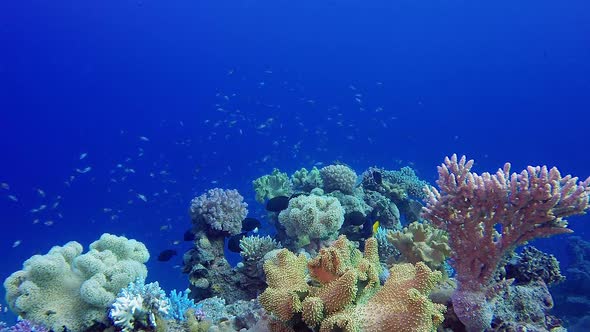 Coral Reefs Seascape