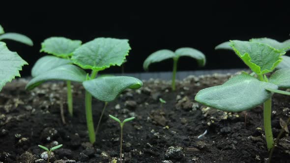 Camera Movement Past the Growing Young Shoots of Cucumber Seedlings, Macro Shooting, Hyper Laps