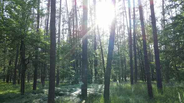 Beautiful Green Forest on a Summer Day Slow Motion