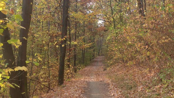 Autumn forest colors in the forest alley 4K drone video