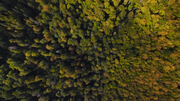 Aerial Forest View in Autumn Colors