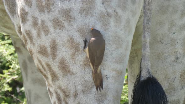 Yellow-billed oxpecker eats ticks and other insects