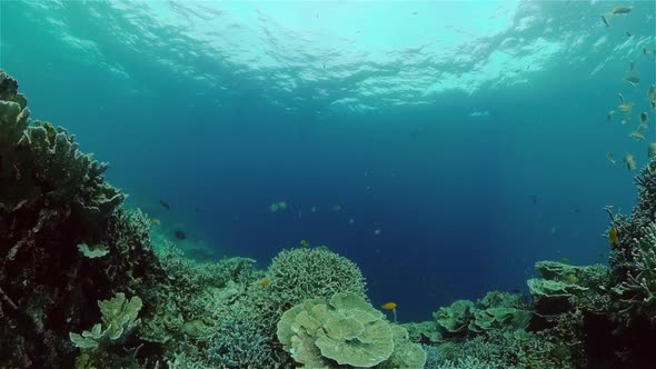 Coral Reef Tropical Fish