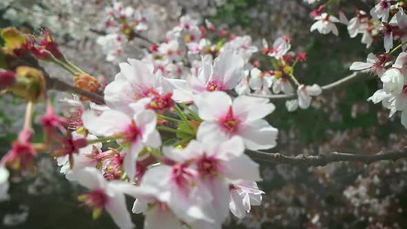 Cherry Blossom Sakura Closeup Shot in Japan
