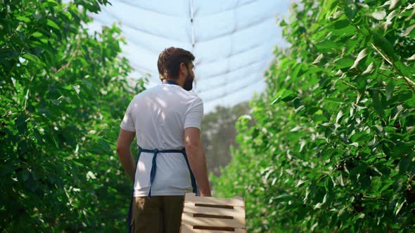 Plantation Worker Transporting Boxes with Fresh Fruit Harvest in Greenhouse