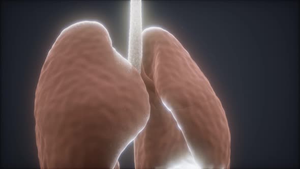 3d Animation of Human Lungs alt