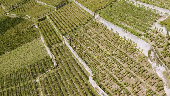 Aerial orbiting people harvesting grapes in Lavaux vineyard - Switzerland