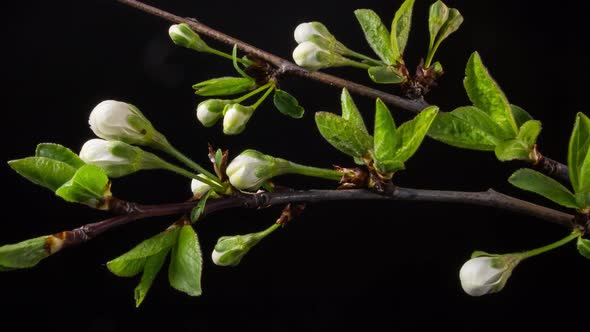 Flowering Branches on a Black Background