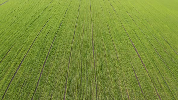 Aerial View From Flying Drone at Green Field