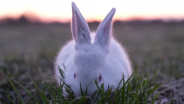 Beautiful Rabbits Eating Food Grass on Nature Background