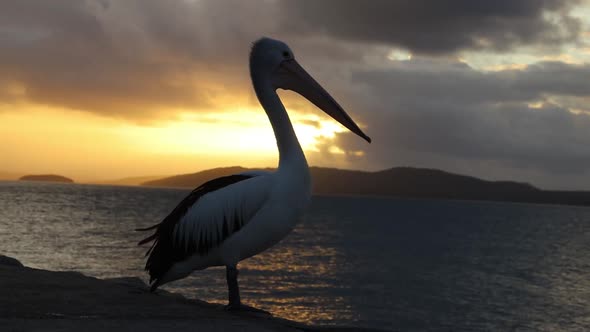 Pelican near the seashore in the evening