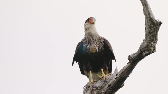 Scavenger bird, crested caracara, caracara plancus perched stationary on the tree branch, slowly dig