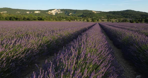 Field of lavenders, Vaucluse department, Provence, France