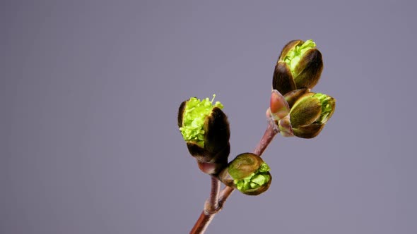 A Branch of Chestnut Blossoms