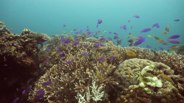 Coral Reef and Tropical Fish