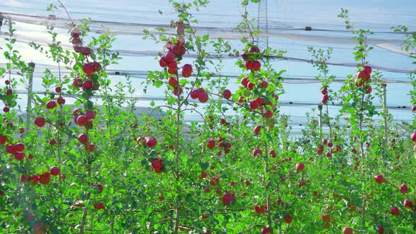 Ripe Juicy Fruits Hang on Apple Tree Branches in Orchard