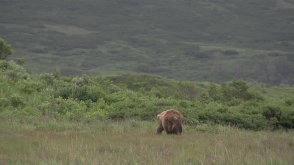 a brown bear in Alaska