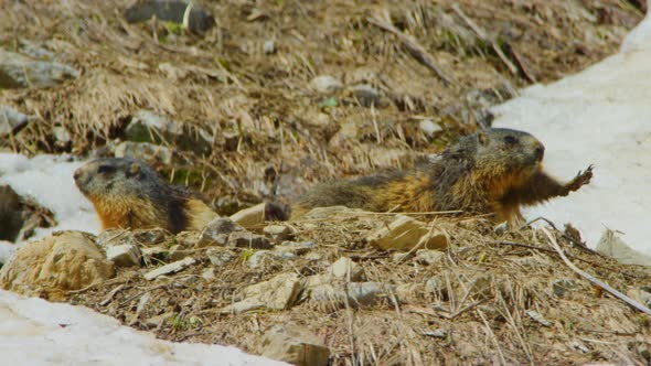 A marmot is stretching out of its burrow