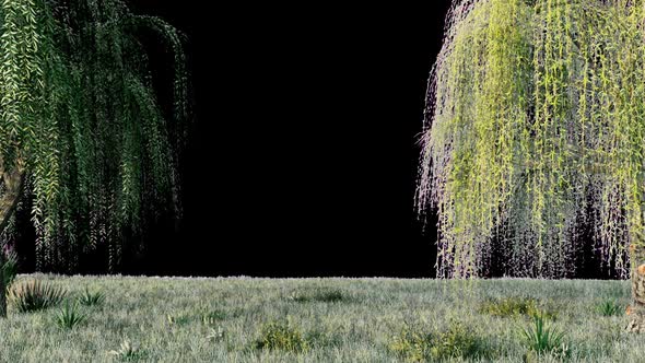 Weeping Willow With Alpha Channel alt