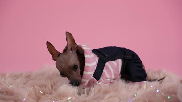 Dog Breed Xoloitzcuintle in Black and Pink Overalls in the Studio on a Pink Background