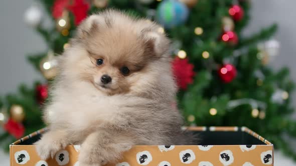 Cute Pomeranian Puppy in Gift Box on Christmas Tree Background