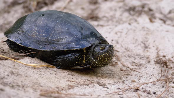 River Turtle Lies on Sand. European Pond Turtle Emys Orbicularis. Slow Motion