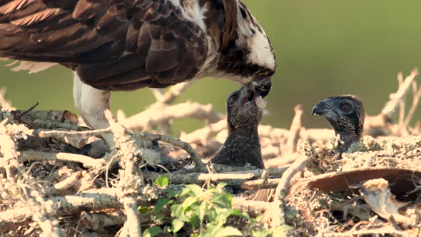 Osprey Feeding its Chicks Video Clip in 4k