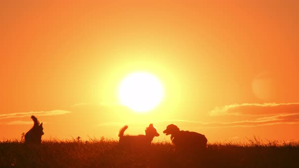 Funny Dogs Playing in Lawn at Sunset in Summer