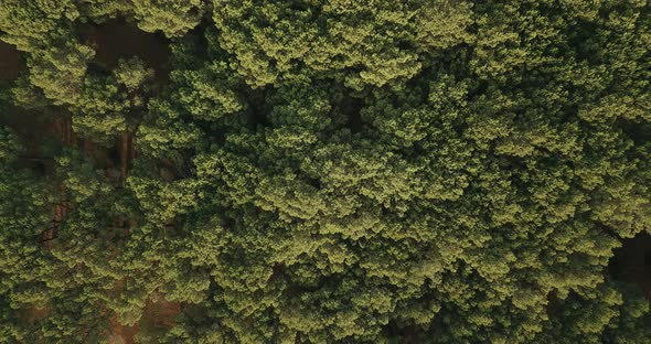 Vertical top view of woods and forest trees in country side