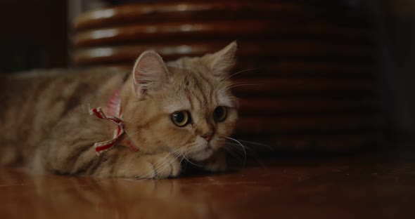 Lovely Tabby British short hair kitten lying on the floor prepares to jump for snap onto something.