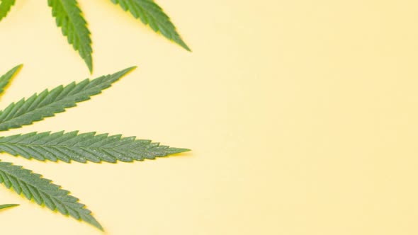 Young Juicy Green Leaves of Marijuana Lie on a Pastel Yellow Background