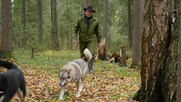 Hiker Walks through an Autumn Forest with Two Hunting Dogs