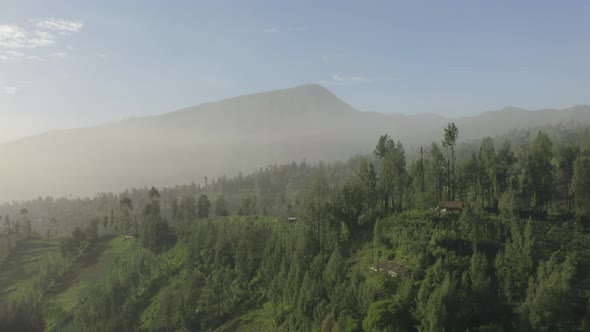 Beautiful Mountain Forest