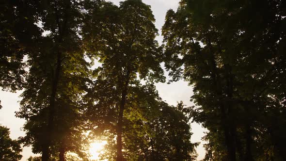 Image of a Beautiful Tree Crown on a Sunset Background