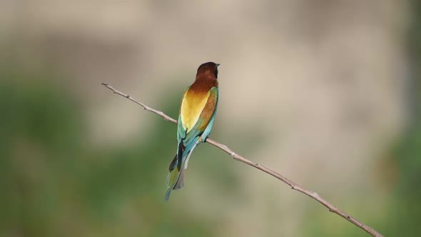 European bee eater Merops apiaster. In the wild