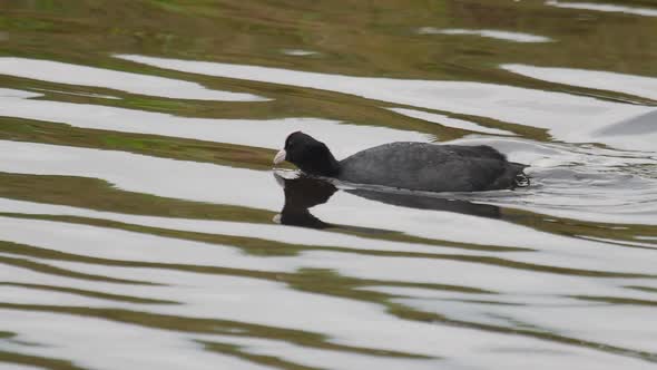 Eurasian Coot Swims in the Pond